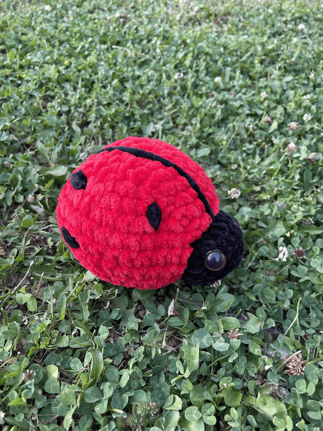 Coccinelle